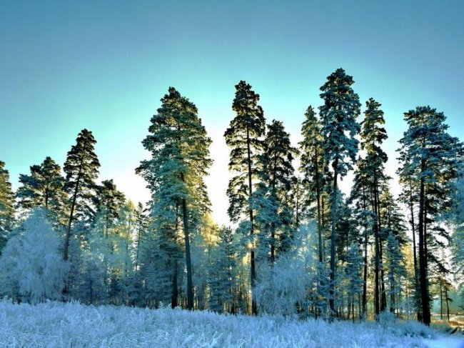 Зима лес